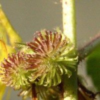 Triumfetta pilosa Roth
